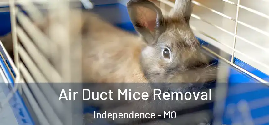  Air Duct Mice Removal Independence - MO